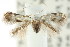  ( - CCDB-15794-E04)  @11 [ ] CreativeCommons - Attribution (2011) ANIC/CBG Photography Group Centre for Biodiversity Genomics