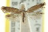  (TineaX spodina - CCDB-15794-F09)  @11 [ ] CreativeCommons - Attribution (2011) ANIC/CBG Photography Group Centre for Biodiversity Genomics