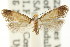  (TineaX incredibilis - CCDB-15794-G04)  @11 [ ] CreativeCommons - Attribution (2011) ANIC/CBG Photography Group Centre for Biodiversity Genomics
