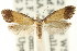  ( - CCDB-15794-G05)  @11 [ ] CreativeCommons - Attribution (2011) ANIC/CBG Photography Group Centre for Biodiversity Genomics