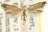  (TineaX sp. ANIC1 - CCDB-15794-G06)  @11 [ ] CreativeCommons - Attribution (2011) ANIC/CBG Photography Group Centre for Biodiversity Genomics