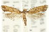  (TineaX sp. ANIC2 - CCDB-15794-G08)  @11 [ ] CreativeCommons - Attribution (2011) ANIC/CBG Photography Group Centre for Biodiversity Genomics