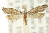  (TineaX sp. ANIC3 - CCDB-15794-G11)  @11 [ ] CreativeCommons - Attribution (2011) ANIC/CBG Photography Group Centre for Biodiversity Genomics