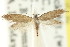  (TineaX sp. ANIC4 - CCDB-15794-H01)  @11 [ ] CreativeCommons - Attribution (2011) ANIC/CBG Photography Group Centre for Biodiversity Genomics