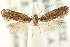  ( - CCDB-15794-H10)  @11 [ ] CreativeCommons - Attribution (2011) ANIC/CBG Photography Group Centre for Biodiversity Genomics