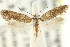  ( - CCDB-15794-H11)  @11 [ ] CreativeCommons - Attribution (2011) ANIC/CBG Photography Group Centre for Biodiversity Genomics