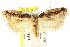 ( - CCDB-15795-A12)  @14 [ ] CreativeCommons - Attribution (2011) ANIC/CBG Photography Group Centre for Biodiversity Genomics