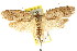  ( - CCDB-15795-B02)  @14 [ ] CreativeCommons - Attribution (2011) ANIC/CBG Photography Group Centre for Biodiversity Genomics