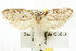  ( - CCDB-15796-B07)  @11 [ ] CreativeCommons - Attribution (2011) ANIC/CBG Photography Group Centre for Biodiversity Genomics