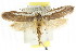  ( - CCDB-15796-D05)  @14 [ ] CreativeCommons - Attribution (2011) ANIC/CBG Photography Group Centre for Biodiversity Genomics