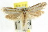  ( - CCDB-15796-E06)  @11 [ ] CreativeCommons - Attribution (2011) ANIC/CBG Photography Group Centre for Biodiversity Genomics
