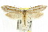  ( - CCDB-15796-E08)  @11 [ ] CreativeCommons - Attribution (2011) ANIC/CBG Photography Group Centre for Biodiversity Genomics