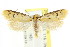  ( - CCDB-15796-H03)  @11 [ ] CreativeCommons - Attribution (2011) ANIC/CBG Photography Group Centre for Biodiversity Genomics