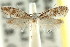  (TineaX phauloptera - CCDB-15797-E01)  @11 [ ] CreativeCommons - Attribution (2011) ANIC/CBG Photography Group Centre for Biodiversity Genomics