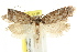  ( - CCDB-15798-F08)  @13 [ ] CreativeCommons - Attribution (2011) ANIC/CBG Photography Group Centre for Biodiversity Genomics