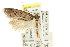  ( - CCDB-15798-F09)  @12 [ ] CreativeCommons - Attribution (2011) ANIC/CBG Photography Group Centre for Biodiversity Genomics
