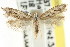  ( - CCDB-15799-B08)  @11 [ ] CreativeCommons - Attribution (2011) ANIC/CBG Photography Group Centre for Biodiversity Genomics