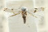  ( - CCDB-15799-C08)  @11 [ ] CreativeCommons - Attribution (2011) ANIC/CBG Photography Group Centre for Biodiversity Genomics