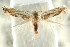  ( - CCDB-15799-D08)  @11 [ ] CreativeCommons - Attribution (2011) ANIC/CBG Photography Group Centre for Biodiversity Genomics