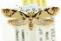 ( - CCDB-15800-G01)  @11 [ ] CreativeCommons - Attribution (2011) ANIC/CBG Photography Group Centre for Biodiversity Genomics