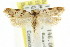  ( - CCDB-15800-G03)  @13 [ ] CreativeCommons - Attribution (2011) ANIC/CBG Photography Group Centre for Biodiversity Genomics