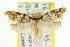  ( - CCDB-15800-G05)  @12 [ ] CreativeCommons - Attribution (2011) ANIC/CBG Photography Group Centre for Biodiversity Genomics