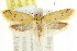 ( - CCDB-15801-C01)  @11 [ ] CreativeCommons - Attribution (2011) ANIC/CBG Photography Group Centre for Biodiversity Genomics