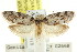  ( - CCDB-15801-G01)  @13 [ ] CreativeCommons - Attribution (2011) ANIC/CBG Photography Group Centre for Biodiversity Genomics