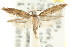  ( - CCDB-15803-C01)  @11 [ ] CreativeCommons - Attribution (2011) ANIC/CBG Photography Group Centre for Biodiversity Genomics