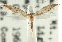  ( - CCDB-15803-D02)  @11 [ ] CreativeCommons - Attribution (2011) ANIC/CBG Photography Group Centre for Biodiversity Genomics