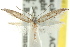  ( - CCDB-15803-D03)  @11 [ ] CreativeCommons - Attribution (2011) ANIC/CBG Photography Group Centre for Biodiversity Genomics