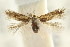  ( - CCDB-15803-G06)  @11 [ ] CreativeCommons - Attribution (2011) ANIC/CBG Photography Group Centre for Biodiversity Genomics