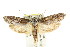 ( - CCDB-15804-F10)  @12 [ ] CreativeCommons - Attribution (2011) ANIC/CBG Photography Group Centre for Biodiversity Genomics