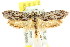  ( - CCDB-15804-G07)  @13 [ ] CreativeCommons - Attribution (2011) ANIC/CBG Photography Group Centre for Biodiversity Genomics