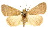  ( - CCDB-15805-A05)  @11 [ ] CreativeCommons - Attribution (2011) ANIC/CBG Photography Group Centre for Biodiversity Genomics