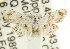  ( - CCDB-15805-B03)  @11 [ ] CreativeCommons - Attribution (2011) ANIC/CBG Photography Group Centre for Biodiversity Genomics