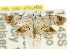  (Araeopteron sp. ANIC3 - CCDB-15805-B07)  @11 [ ] CreativeCommons - Attribution (2011) ANIC/CBG Photography Group Centre for Biodiversity Genomics