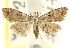  (Araeopteron sp. ANIC4 - CCDB-15805-B10)  @11 [ ] CreativeCommons - Attribution (2011) ANIC/CBG Photography Group Centre for Biodiversity Genomics