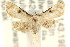  ( - CCDB-15805-B11)  @12 [ ] CreativeCommons - Attribution (2011) ANIC/CBG Photography Group Centre for Biodiversity Genomics