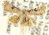  (Araeopteron sp. ANIC5 - CCDB-15805-B12)  @13 [ ] CreativeCommons - Attribution (2011) ANIC/CBG Photography Group Centre for Biodiversity Genomics