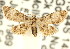  ( - CCDB-15805-C04)  @11 [ ] CreativeCommons - Attribution (2011) ANIC/CBG Photography Group Centre for Biodiversity Genomics