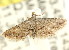  (Araeopteron sp. ANIC8 - CCDB-15805-C05)  @11 [ ] CreativeCommons - Attribution (2011) ANIC/CBG Photography Group Centre for Biodiversity Genomics