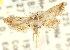  (Araeopteron canescens - CCDB-15805-C06)  @14 [ ] CreativeCommons - Attribution (2011) ANIC/CBG Photography Group Centre for Biodiversity Genomics