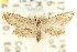  ( - CCDB-15805-C07)  @14 [ ] CreativeCommons - Attribution (2011) ANIC/CBG Photography Group Centre for Biodiversity Genomics