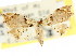 (Araeopteron sp. ANIC9 - CCDB-15805-C09)  @11 [ ] CreativeCommons - Attribution (2011) ANIC/CBG Photography Group Centre for Biodiversity Genomics