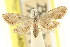  ( - CCDB-15805-D05)  @11 [ ] CreativeCommons - Attribution (2011) ANIC/CBG Photography Group Centre for Biodiversity Genomics