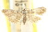  ( - CCDB-15805-D06)  @11 [ ] CreativeCommons - Attribution (2011) ANIC/CBG Photography Group Centre for Biodiversity Genomics