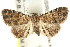  ( - CCDB-15805-D07)  @12 [ ] CreativeCommons - Attribution (2011) ANIC/CBG Photography Group Centre for Biodiversity Genomics