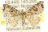  ( - CCDB-15805-F04)  @13 [ ] CreativeCommons - Attribution (2011) ANIC/CBG Photography Group Centre for Biodiversity Genomics