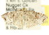  ( - CCDB-15805-F05)  @12 [ ] CreativeCommons - Attribution (2011) ANIC/CBG Photography Group Centre for Biodiversity Genomics